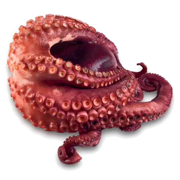 pulpo gallego cocido